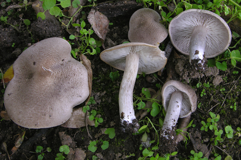 Tricholoma grigi.